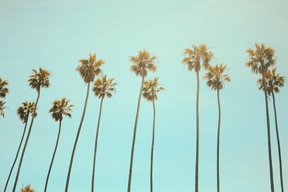 “Mega Events” in California are Back, but with Restrictions - Cover Image